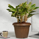 Bello Round Eco Planter 25CM Plastic Pot for Home & Garden (25CM | 9INCH)