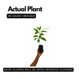 Fiddlewood Tree | Brindhavan Champa (Avenue tree) Live Plant (Home & Garden)