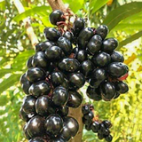 Chamaliang Fruit (Lepisanthes Fruticosa) Seedling Fruit Plant (Home & Garden Plants)