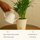 Areca Palm (Dypsis lutescens) | Air Purifying Natural Live Plant in Self Watering Pot | Indoor Outdoor Plant for Home & Office Décor (Pot Colour May Vary)