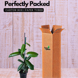 Madagascar Jasmine(Stephanotis floribunda)Live Plant (Home & Garden)