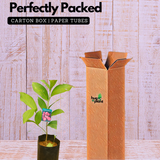 UmmerChampa (Syzygium samarangense)Live Plant (Home & Garden)