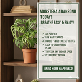 Philodendron Broken Heart | Monstera Adansonii Live Houseplant | Low-Maintenance Indoor Plant (Pot Colour May Vary)