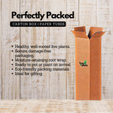 Chakkarakkolli (Gymnema sylvestre) Live Plant(Home & Garden)