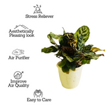 Calathea Makoyana - Live Plant (Home & Garden)