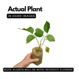 Pongamia/ Indian Beech Tree (Avenue Trees)Live Plant (Home & Garden)