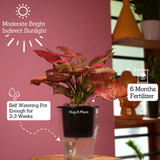 Aglaonema Red Angel / Chinese Evergreen (Aglaonema commutatum)- Live Plant (With 5 Inch Self-Watering Pot & Plant)