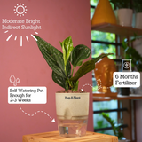 Monstera Peru (Monstera karstenianum)- Live Plant (With 4 Inch Self-Watering Pot & Plant)