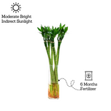 Lotus Bamboo Stick 50cm - Live Plant (Home & Garden)