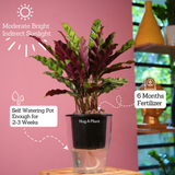 Calathea insignis (Goeppertia insignis) - Live Plant (With 5 Inch Self-Watering Pot & Plant)