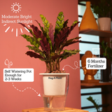 Calathea insignis (Goeppertia insignis) - Live Plant (With 5 Inch Self-Watering Pot & Plant)