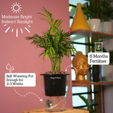 Chamaedorea Palm (Chamaedorea seifrizii) - Live Plant (With 5 Inch Self-Watering Pot & Plant)