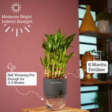 3 Layer Lucky Bamboo - Live Plant (With Self-Watering Pot & Plant)