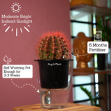 Ball Cactus Red (echinocactus grusonii) - Live Plant (With 5 Inch Self-Watering Pot & Plant)