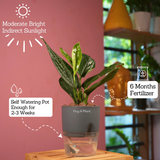 Monstera Peru (Monstera karstenianum)- Live Plant (With 4 Inch Self-Watering Pot & Plant)