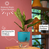 Monstera Peru (Monstera karstenianum)- Live Plant (With 4 Inch Self-Watering Pot & Plant)