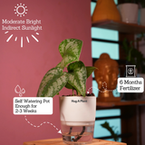 Silver Pictus / Silver Satin Pothos - Live Plant ( 4 Inch With Self-Watering Pot & Plant)