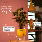 Syngonium Red Plum Plant (Pink veins) - Live Plant (With Self-Watering Pot & Plant)