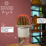 Ball Cactus Red (echinocactus grusonii) - Live Plant (With 5 Inch Self-Watering Pot & Plant)
