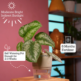 Silver Pictus / Silver Satin Pothos - Live Plant ( 4 Inch With Self-Watering Pot & Plant)