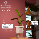 Bird Of Paradise (Strelitzia reginae)- Live Plant (With 5 Inch Self-Watering Pot & Plant)