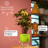 Syngonium Red Plum Plant (Pink veins) - Live Plant (With Self-Watering Pot & Plant)