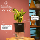 Sansevieria Crooked / Snake Plant (Dracaena trifasciata)- Live Plant (With 5 Inch Self-Watering Pot & Plant)