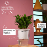 Dracaena Compacta - Live Plant (With 5 Inch Self-Watering Pot & Plant)