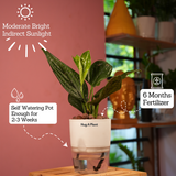 Monstera Peru (Monstera karstenianum)- Live Plant (With 4 Inch Self-Watering Pot & Plant)