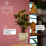 Syngonium Red Plum Plant (Pink veins) - Live Plant (With Self-Watering Pot & Plant)