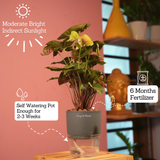 Syngonium Red Plum Plant (Pink veins) - Live Plant (With Self-Watering Pot & Plant)