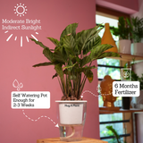 Calathea Freddie / Peacock Plant- Live Plant (With 5 Inch Self-Watering Pot & Plant)