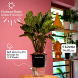 Calathea Freddie / Peacock Plant- Live Plant (With 5 Inch Self-Watering Pot & Plant)