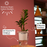 Zamioculcas zamiifolia ƒ??Zenziƒ?? Dwarf ZZ Plant- Live Plant (With 5 Inch Self-Watering Pot & Plant)