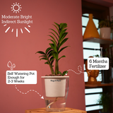 Zamioculcas zamiifolia ƒ??Zenziƒ?? Dwarf ZZ Plant- Live Plant (With 5 Inch Self-Watering Pot & Plant)
