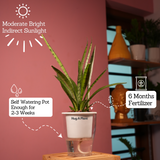 Sansevieria Silver Princess / Snake Plant (Sansevieria trifasciata)- Live Plant (With 5 Inch Self-Watering Pot & Plant)