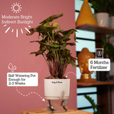 Syngonium Red Plum Plant (Pink veins) - Live Plant (With Self-Watering Pot & Plant)