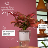 Aglaonema Red Angel / Chinese Evergreen (Aglaonema commutatum)- Live Plant (With 5 Inch Self-Watering Pot & Plant)