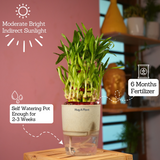 3 Layer Lucky Bamboo - Live Plant (With Self-Watering Pot & Plant)