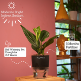 Monstera Peru (Monstera karstenianum)- Live Plant (With 4 Inch Self-Watering Pot & Plant)