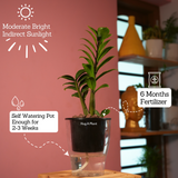 Zamioculcas zamiifolia ƒ??Zenziƒ?? Dwarf ZZ Plant- Live Plant (With 5 Inch Self-Watering Pot & Plant)