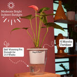 Red Anthurium (Anthurium andraeanum) Flowering/Ornamental Live Plant (With 5 Inch Self-Watering Pot & Plant)