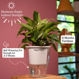 Philodendron Birkin / White Wave - Live Plant (With 5 Inch Self-Watering Pot & Plant)