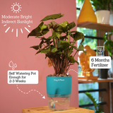 Syngonium Red Plum Plant (Pink veins) - Live Plant (With Self-Watering Pot & Plant)