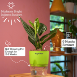 Monstera Peru (Monstera karstenianum)- Live Plant (With 4 Inch Self-Watering Pot & Plant)