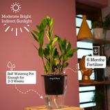 ZZ Plant Green (Zamioculcas zamiifolia) - Live Plant ( With 5 Inch Self-Watering Pot & Plant)
