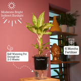 Dieffenbachia Sparkles - Live Plant (With 5 Inch Self-Watering Pot & Plant)