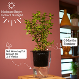 Jade Plant (Crassula Argentea) - Live Plant (With Self-Watering Pot & Plant)