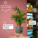 Chamaedorea Palm (Chamaedorea seifrizii) - Live Plant (With Self-Watering Pot & Plant)