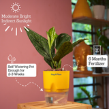 Monstera Peru (Monstera karstenianum)- Live Plant (With 4 Inch Self-Watering Pot & Plant)